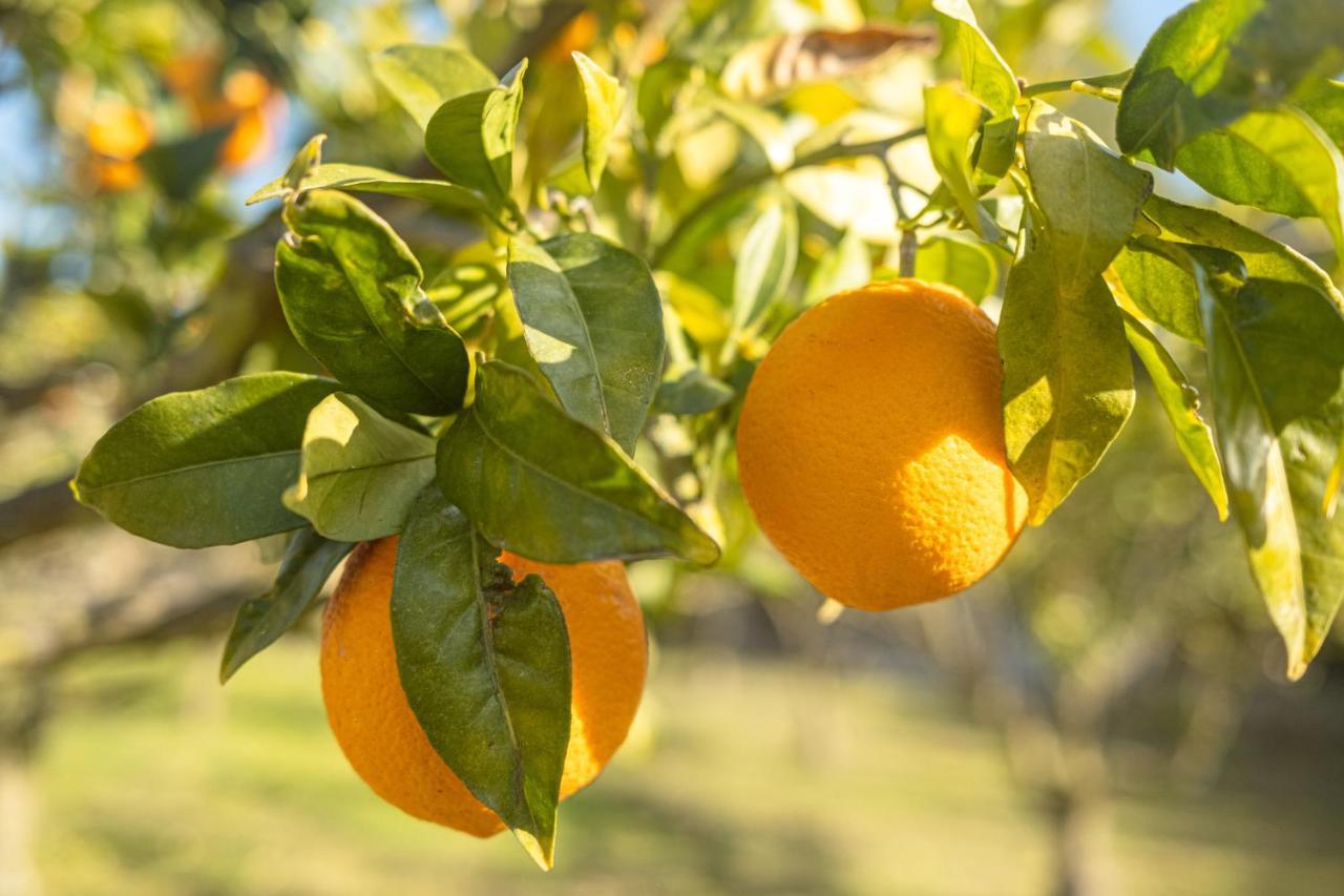 Finca Montana Sant Joan Εξωτερικό φωτογραφία
