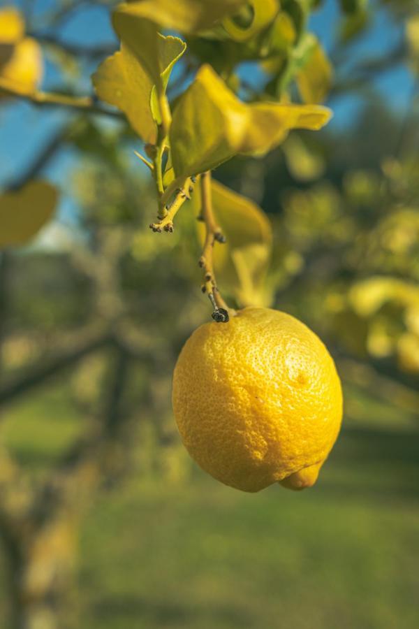 Finca Montana Sant Joan Εξωτερικό φωτογραφία